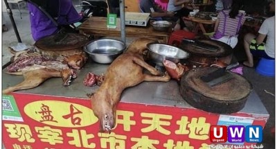 عودة مهرجان الكلاب المسلوخة في الصين
