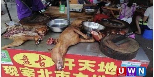 عودة مهرجان الكلاب المسلوخة في الصين