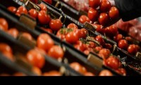 ارتفاع ضخم في أسعار “الطماطم” اليوم 18/11/2020