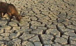 أخبار أوروبا ، الجفاف يهدد دولة بلجيكا ويثير قلق المزارعين بسبب ارتفاع درجات الحرارة
